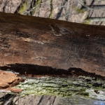 A laposorrú ormányosbogár röpnyílásai (Fotó: Csóka Annamária)