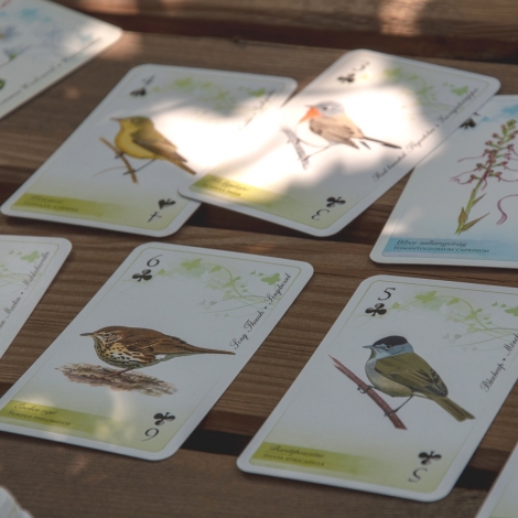 A DINPI védett madarai francia kártya