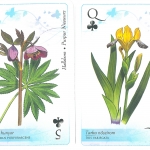 A Duna-Ipoly Nemzeti Park védett növényei, francia kártyacsomag