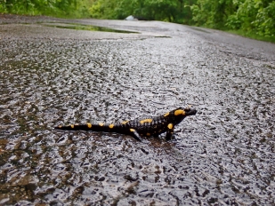 Foltos szalamandra (Fotó: Novák Adrián)
