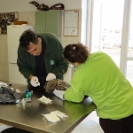 Az bagoly kezelése a Budapesti Állatkert mentőhelyén (Fotó: Németh András)