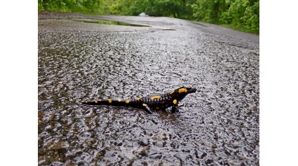 Foltos szalamandra (Fotó: Novák Adrián)