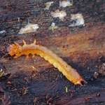 Összehasonlításul a nagy bíborbogár (Pyrochroa coccinea) lárvája, melynek utolsó szelvénye kétszer akkora, mint a többi. (Fotó: Klébert Antal)