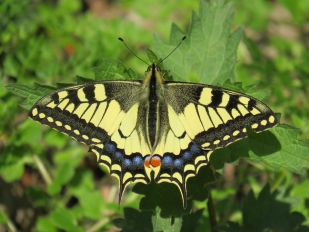 A fecskefarkú lepke (Papilio machaon) a Haraszt-hegyi tanösvény mentén gyakran megfigyelhető (Fotó: Klébert Antal)