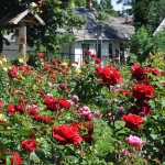 Rózsák kertje gyönyörű panorámával