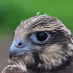 A kerecsensólyom fióka (Falco cherrug) egy költőláda biztonságában fejlődik (Fotó: Berkó Gyöngyi) 