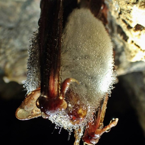 Hegyesorrú denevér (Myotis blythii, fotó: Berentés)