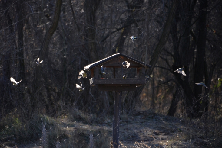 Téli madáretetés Jági-tónál Pilisszentivánon