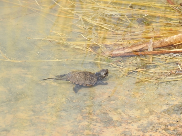Mocsári teknősfióka (Emys orbicularis) Fotó: Polgár Márta