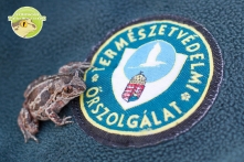 Barna ásóbéka a Természetvédelmi Őrszolgálat logójával (fotó: Morvai Szilárd)