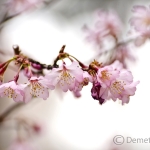  Április közepén virágzik nagy tömegben a sakura (Prunus serrulata)
