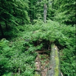 Erdőkép (fotó: Kalotás Zsolt)