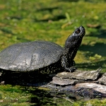Mocsári teknős (Fotó: Kalotás Zsolt)