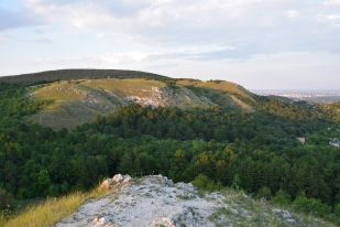 A Budaörsi Kopárok, a szarvas álganéjtúró élőhelye 2018 júliusában (Fotó: Merkl Ottó)