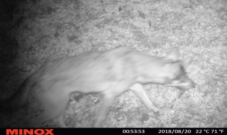 Kameracsapda felvétel a Börzsönyi farkasról (Forrás: Bedő Péter - Börzsöny Alapítvány)