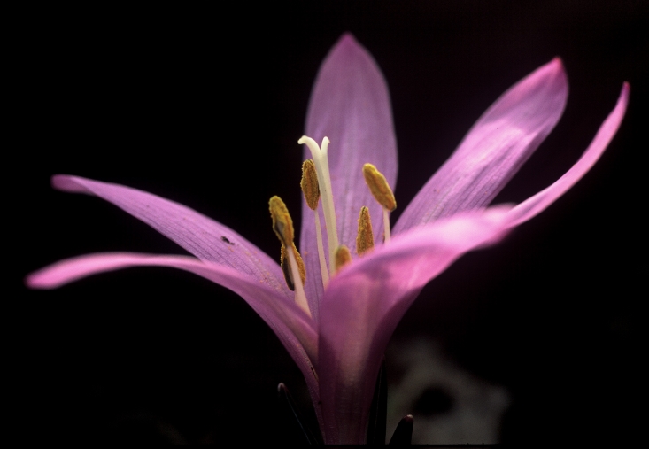 Egyhajúvirág (fotó: Szénási Valentin)