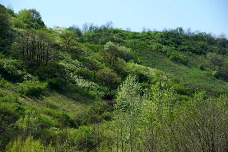 A Kakukk-hegy tavasszal (Fotó: Novák Adrián)
