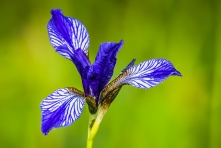 Védett  szibériai nőszirom (Iris sibirica) (Fotó: Berkó Gyöngyi)